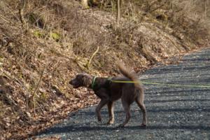 17.02.2019 Training Nanzenbach